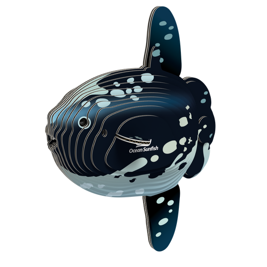 EUGY | OCEAN SUNFISH