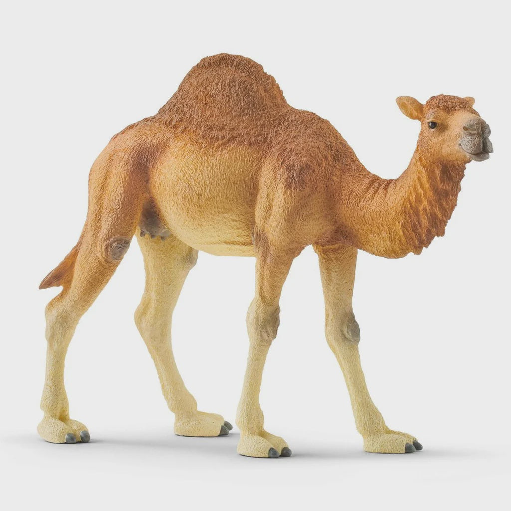 SCHLEICH | DROMEDARY