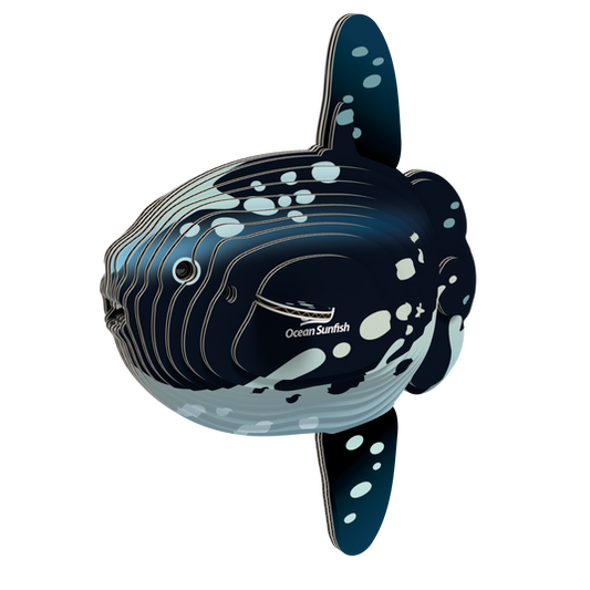 EUGY | OCEAN SUNFISH